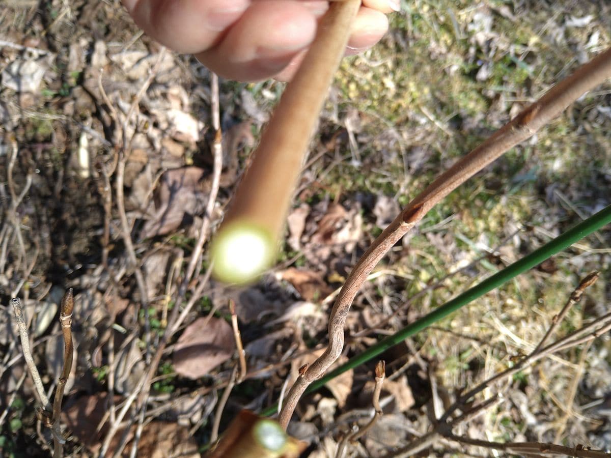 甘茶の成長記録(挿し木編、その後編) 皮がむける