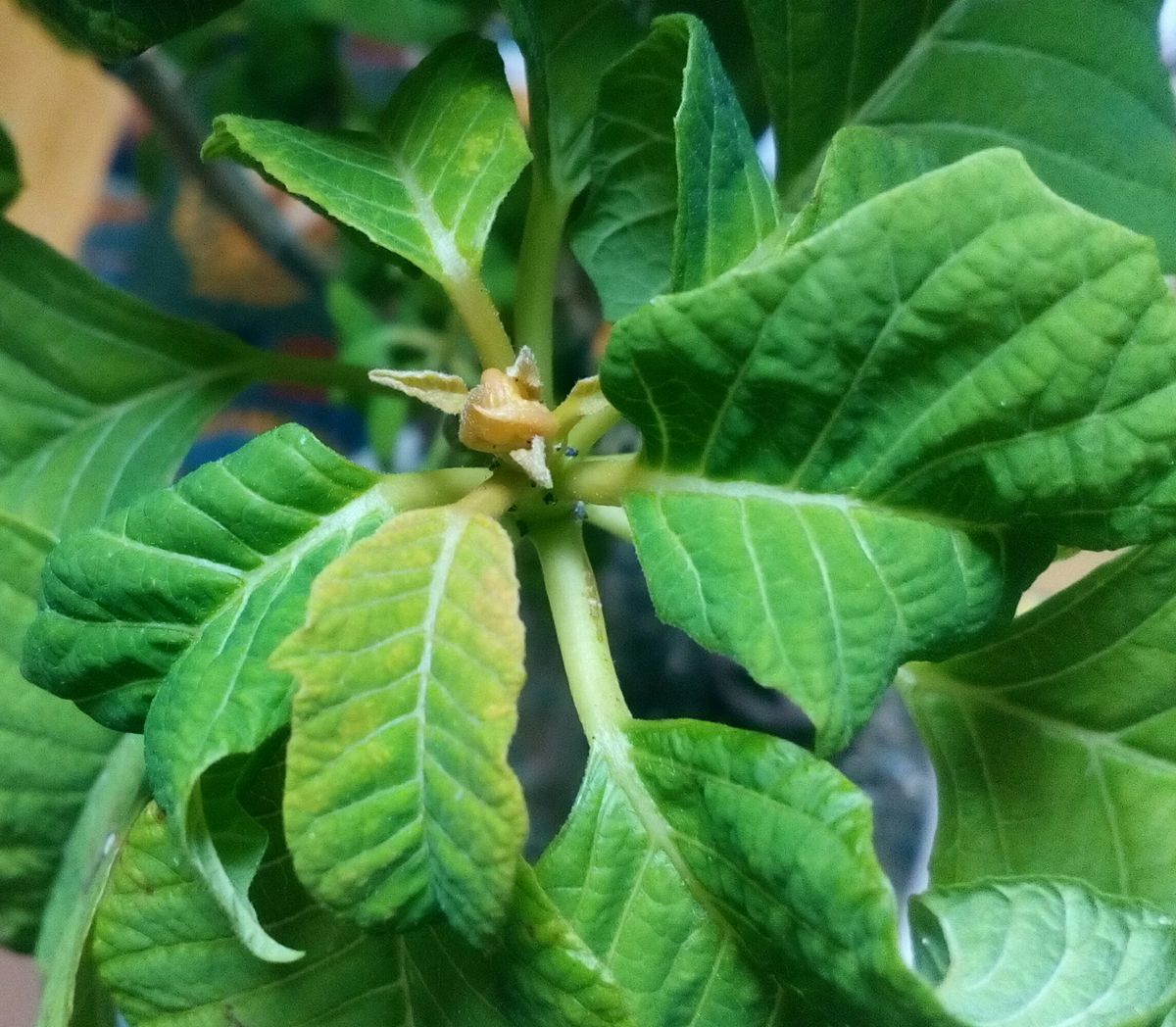 ポインセチア 開花するかも???