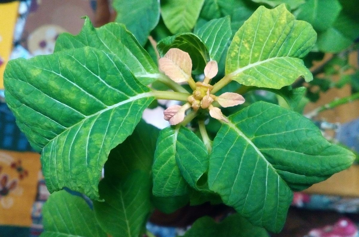 ポインセチア 開花するかも???