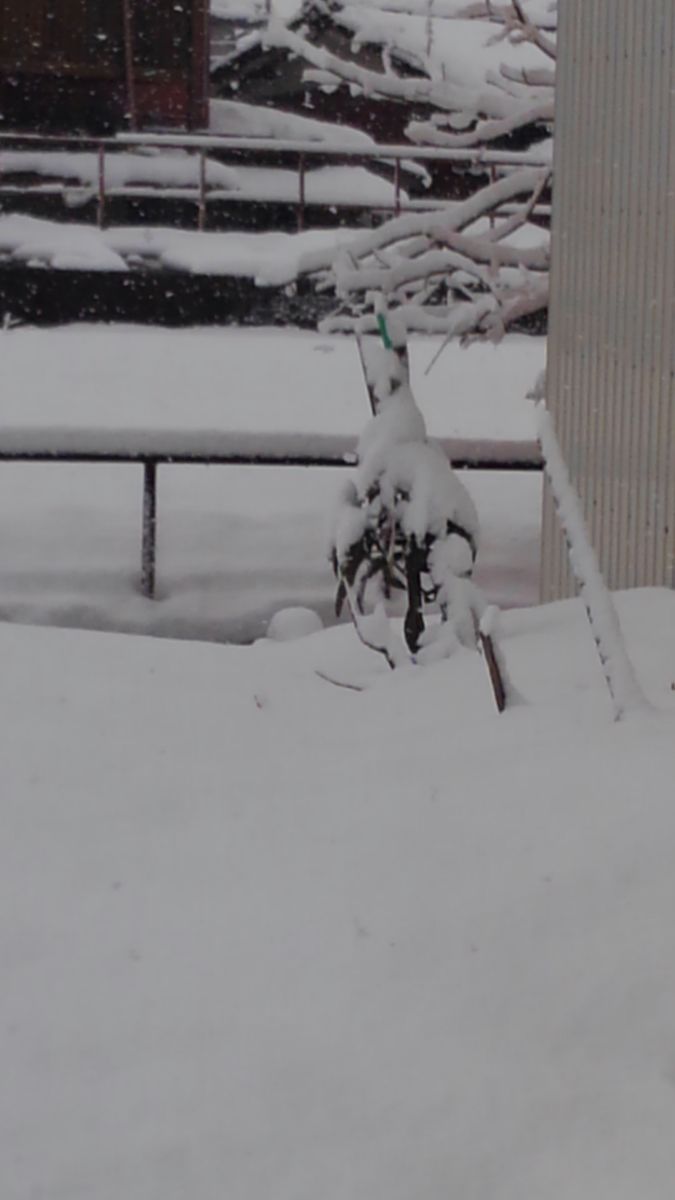 ビワの成長　加茂っ娘 雪の中のびわ「田中」