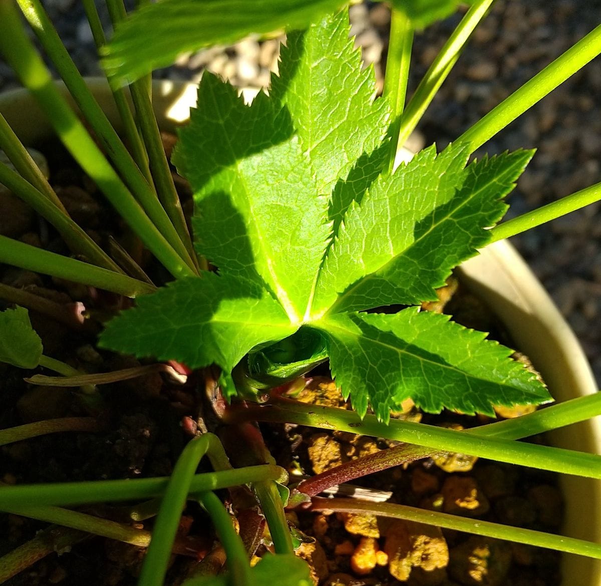 ﾊﾟｽﾃﾘｯｼｭｽﾄﾚｲﾝ実生栽培　期待通りの花が見れるのだろうか？！ 2020.11.28　花芽発見🤩