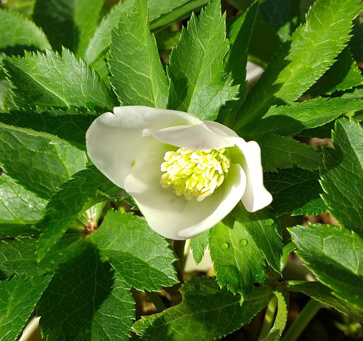 ﾊﾟｽﾃﾘｯｼｭｽﾄﾚｲﾝ実生栽培　期待通りの花が見れるのだろうか？！ 2021.1.3 半開花🤗