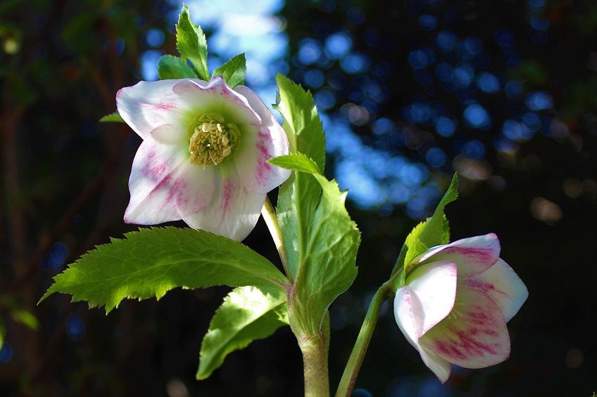 ﾊﾟｽﾃﾘｯｼｭｽﾄﾚｲﾝ実生栽培 期待通りの花が見れるのだろうか？！ 2021.2.7 開花(3株目）そ