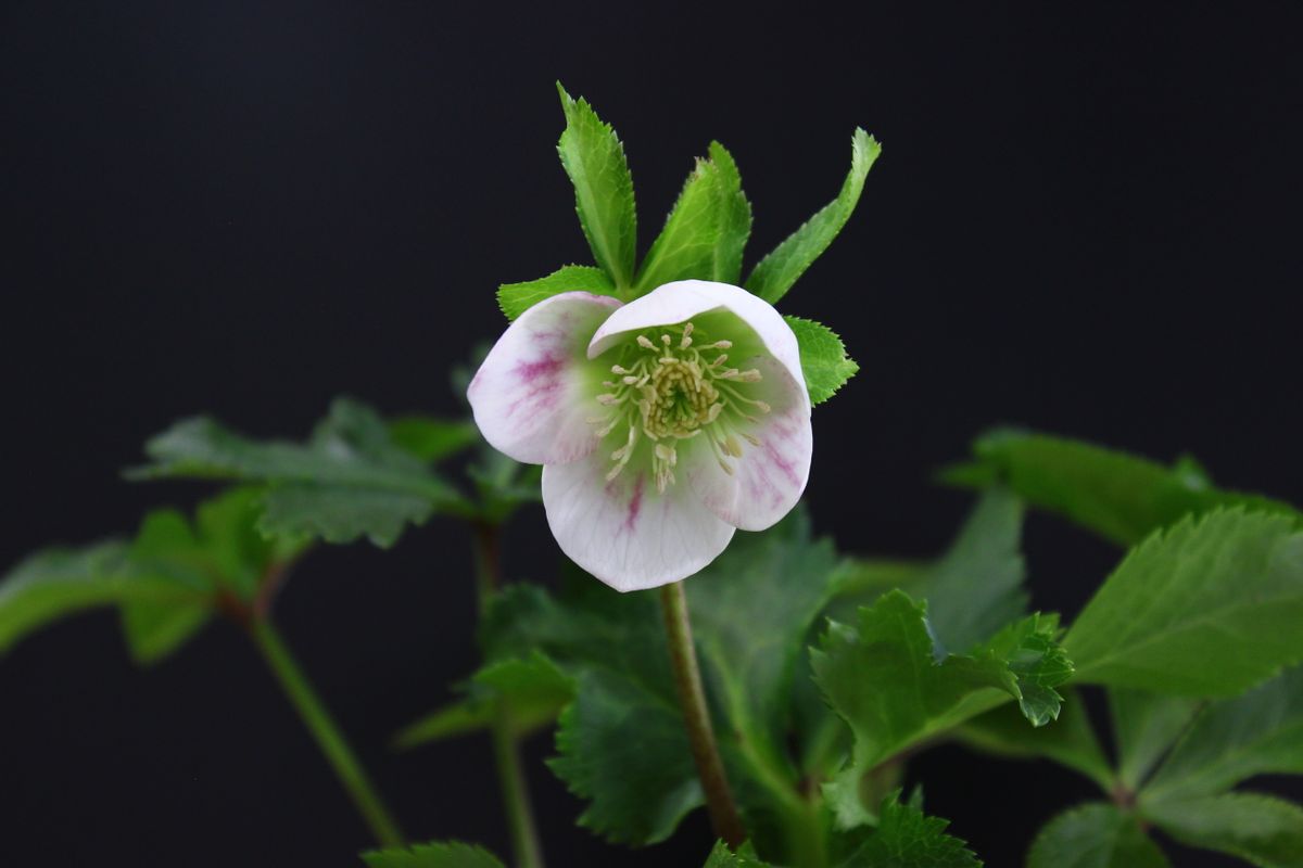 ﾊﾟｽﾃﾘｯｼｭｽﾄﾚｲﾝ実生栽培　期待通りの花が見れるのだろうか？！ 2021.2.11 開花(4株目）