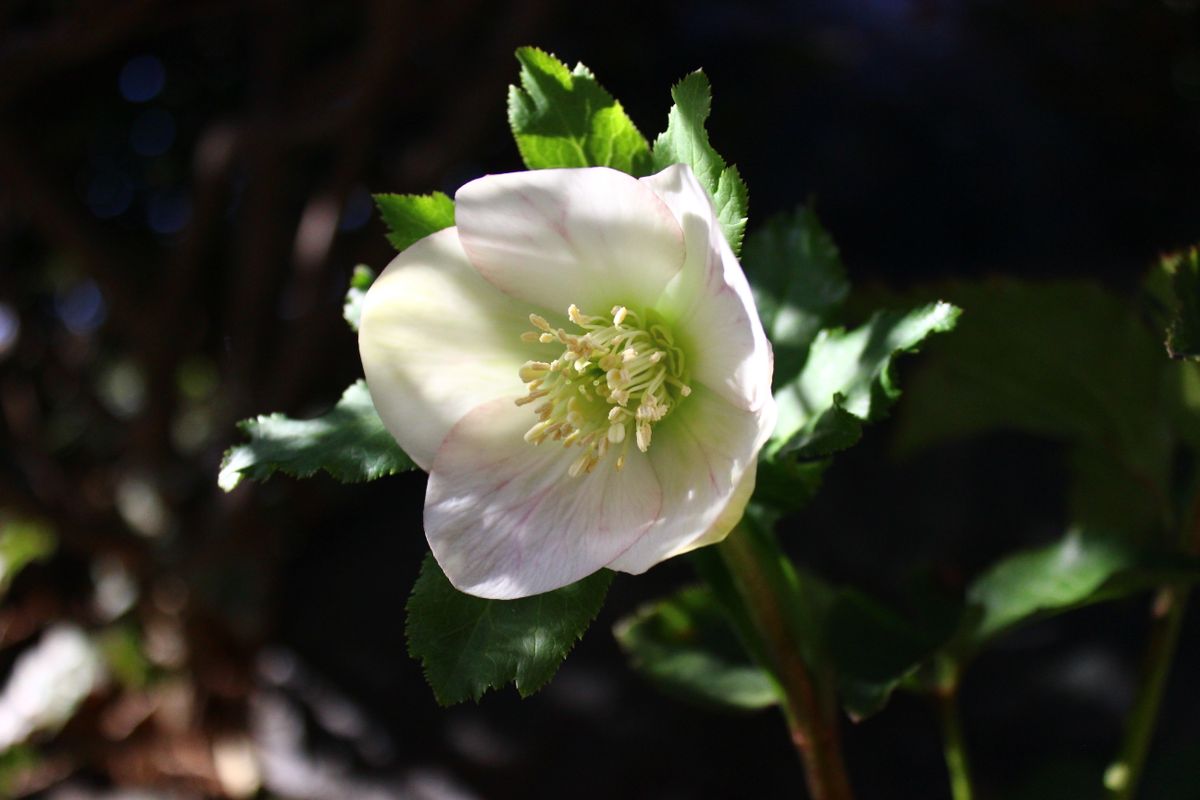 ﾊﾟｽﾃﾘｯｼｭｽﾄﾚｲﾝ実生栽培　期待通りの花が見れるのだろうか？！ 2021.2.20 開花(5株目）