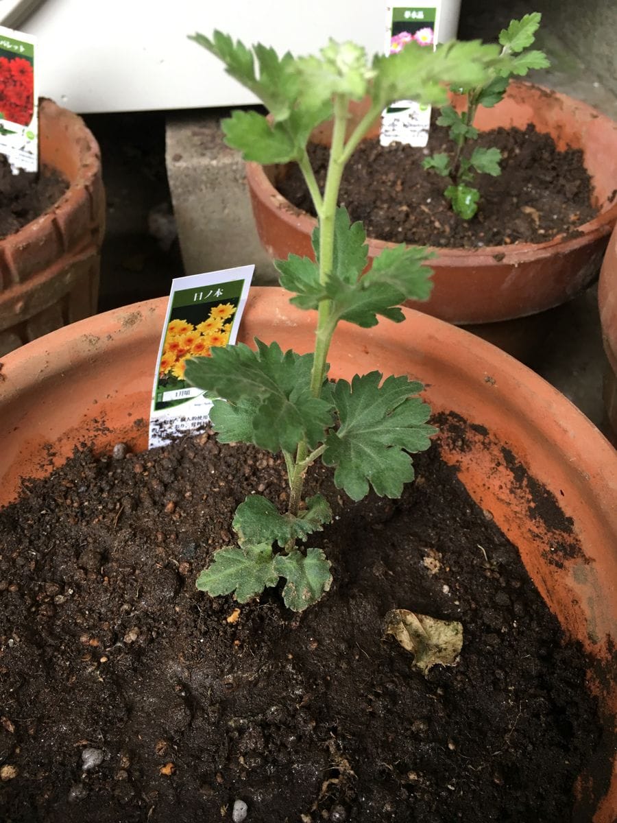 日ノ本（寒咲変わり菊） 苗を植えました