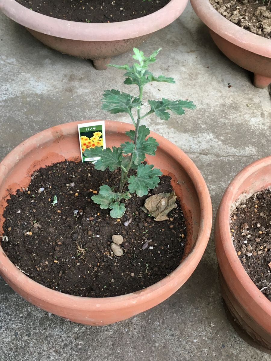 日ノ本（寒咲変わり菊） 摘芯しました