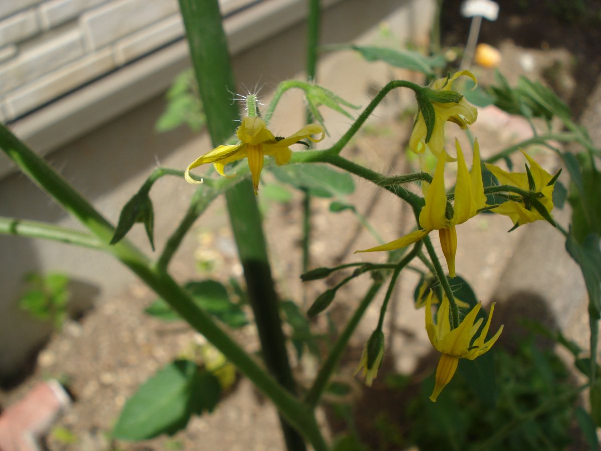 2018年　初見でミニトマト　千果の種まき😊 花が咲きました✨