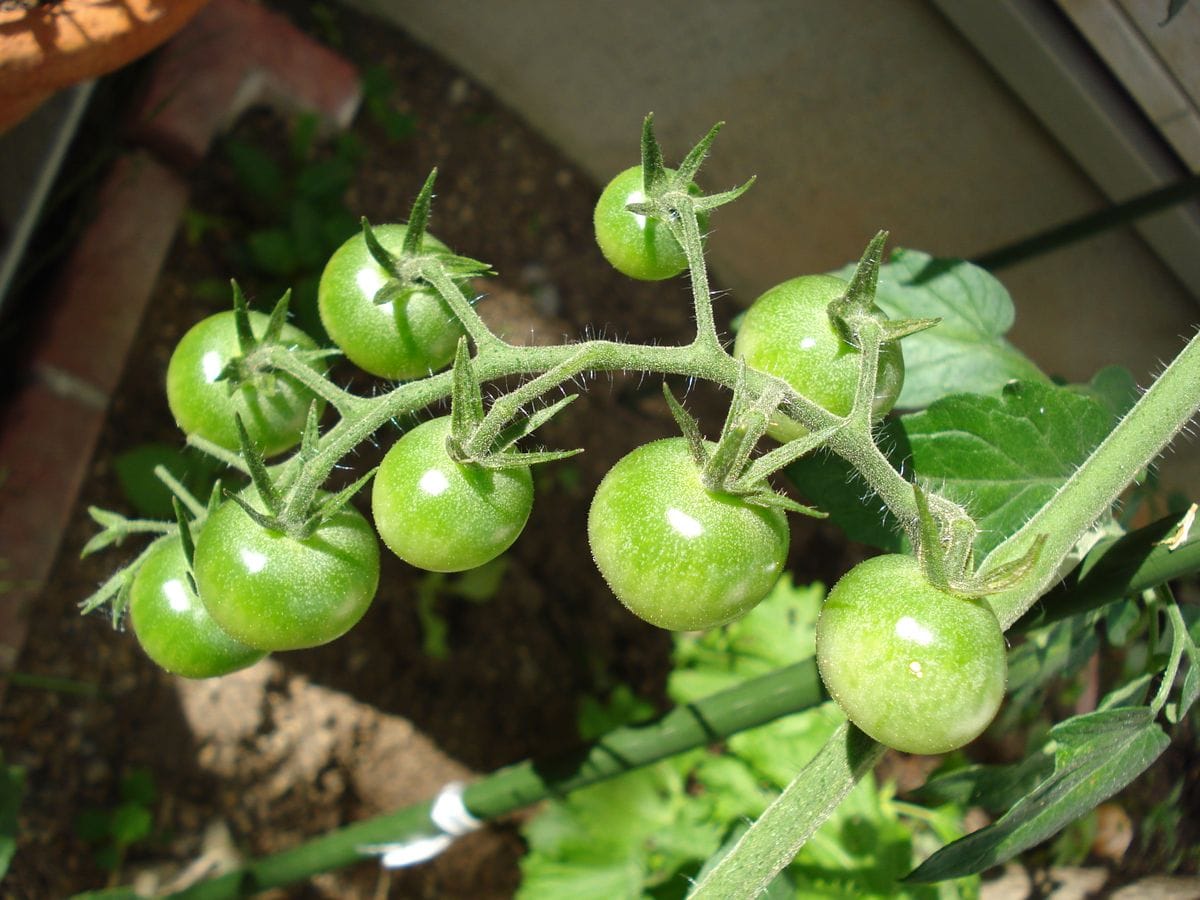 2018年　初見でミニトマト　千果の種まき😊 トマトの実が出来てきました😊
