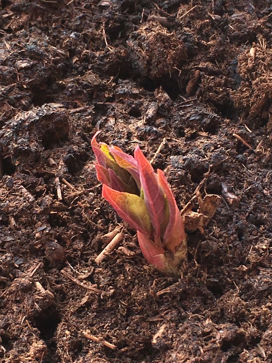 山芍薬 ふくらんできた！