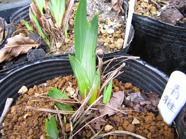 日本の伝統園芸植物・花菖蒲 ３月１８日　少し伸びました