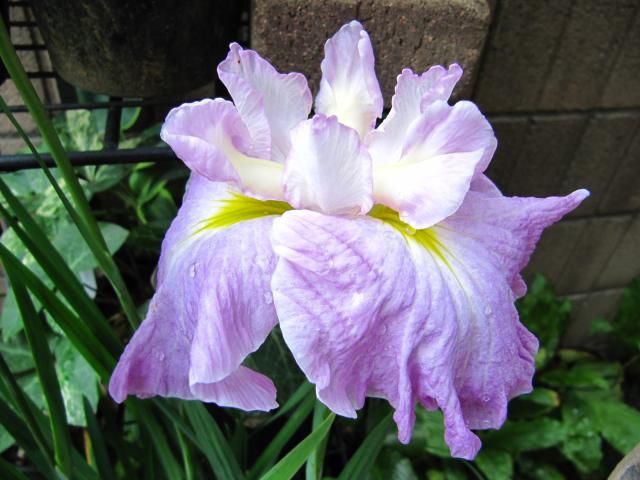 日本の伝統園芸植物・花菖蒲 休眠期