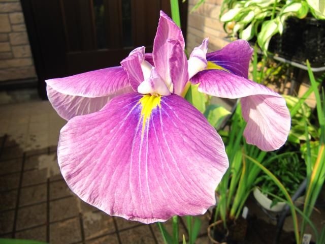 日本の伝統園芸植物・花菖蒲 花菖蒲の系統・江戸系