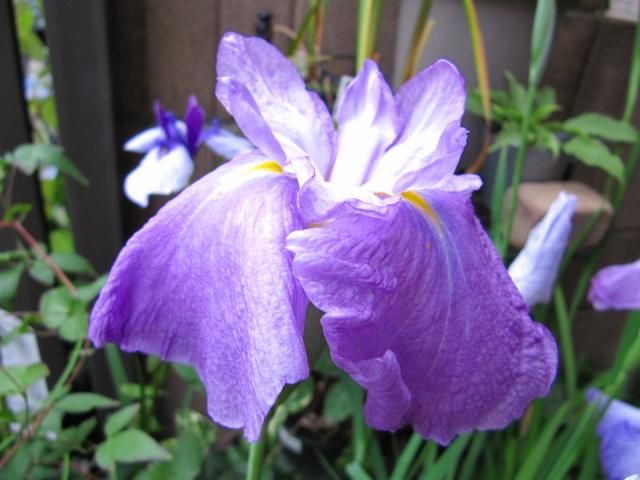 日本の伝統園芸植物・花菖蒲 伊勢系と伊勢花菖蒲