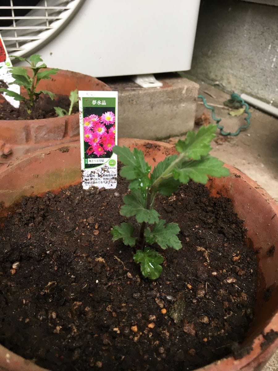 夢水晶（寒菊小菊） 苗を植えました