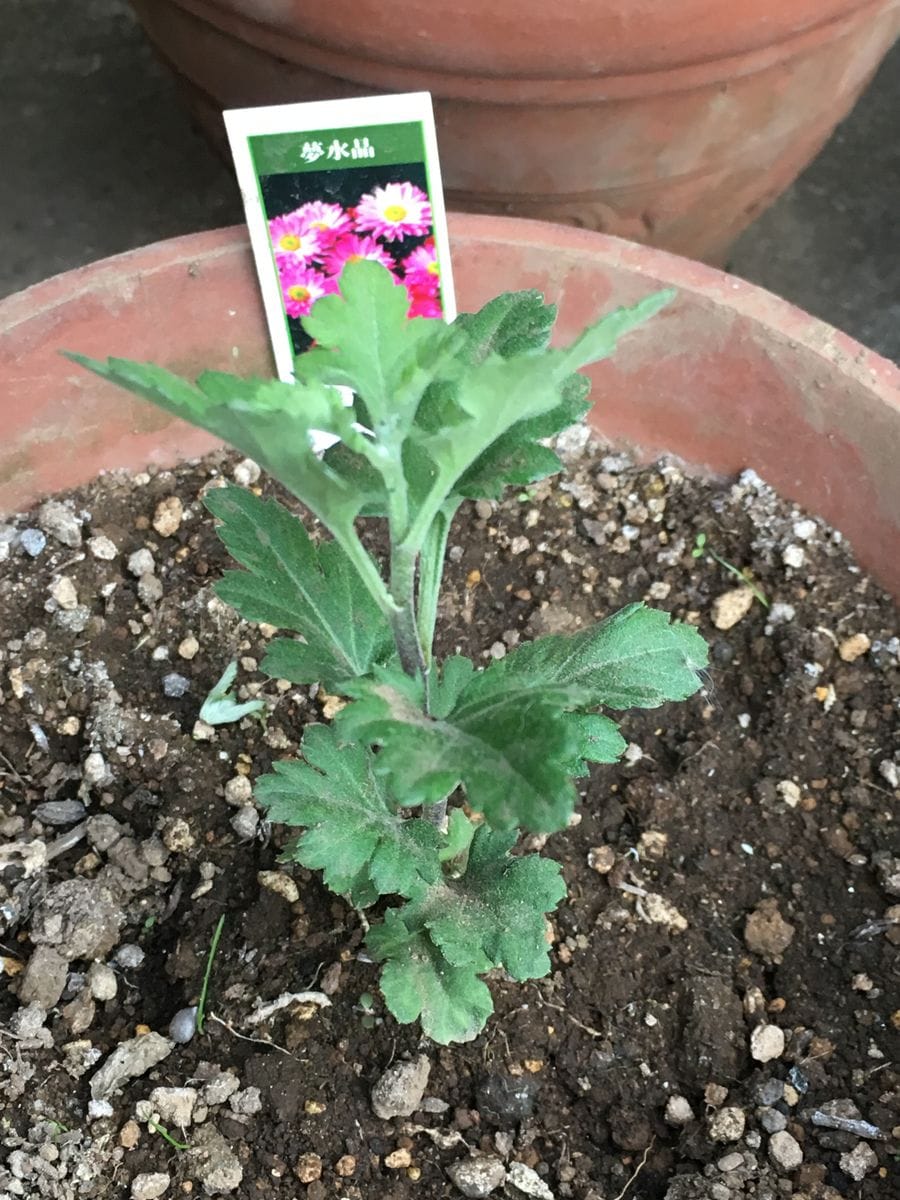 夢水晶（寒菊小菊） 摘芯