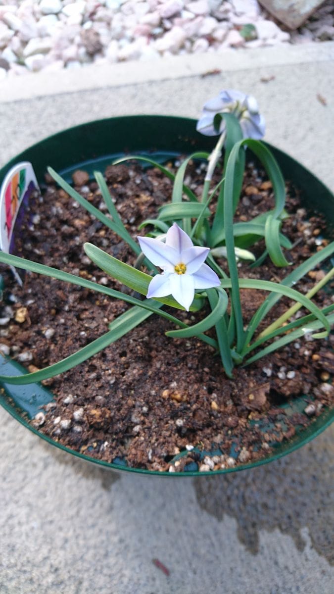 ハナニラ ユニフロラ 購入時開花中の花