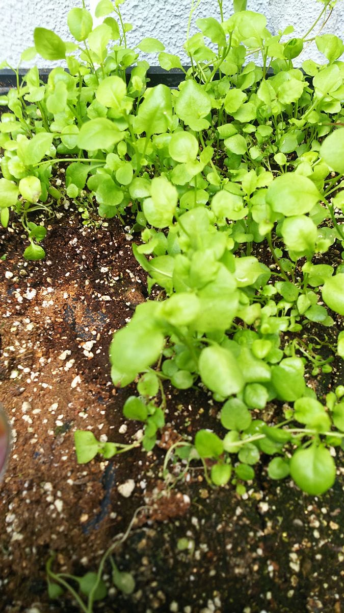 ロベリア栽培 成長🌱