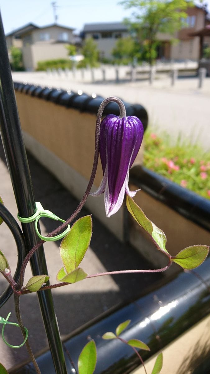 クレマチス ロウグチ 一年苗から育てる ロウグチ初めての開花