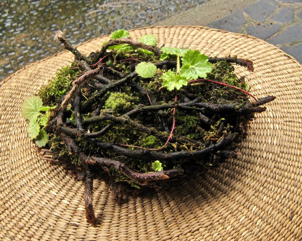 シノブの分家に挑戦で〜す！ いよいよ移植です！