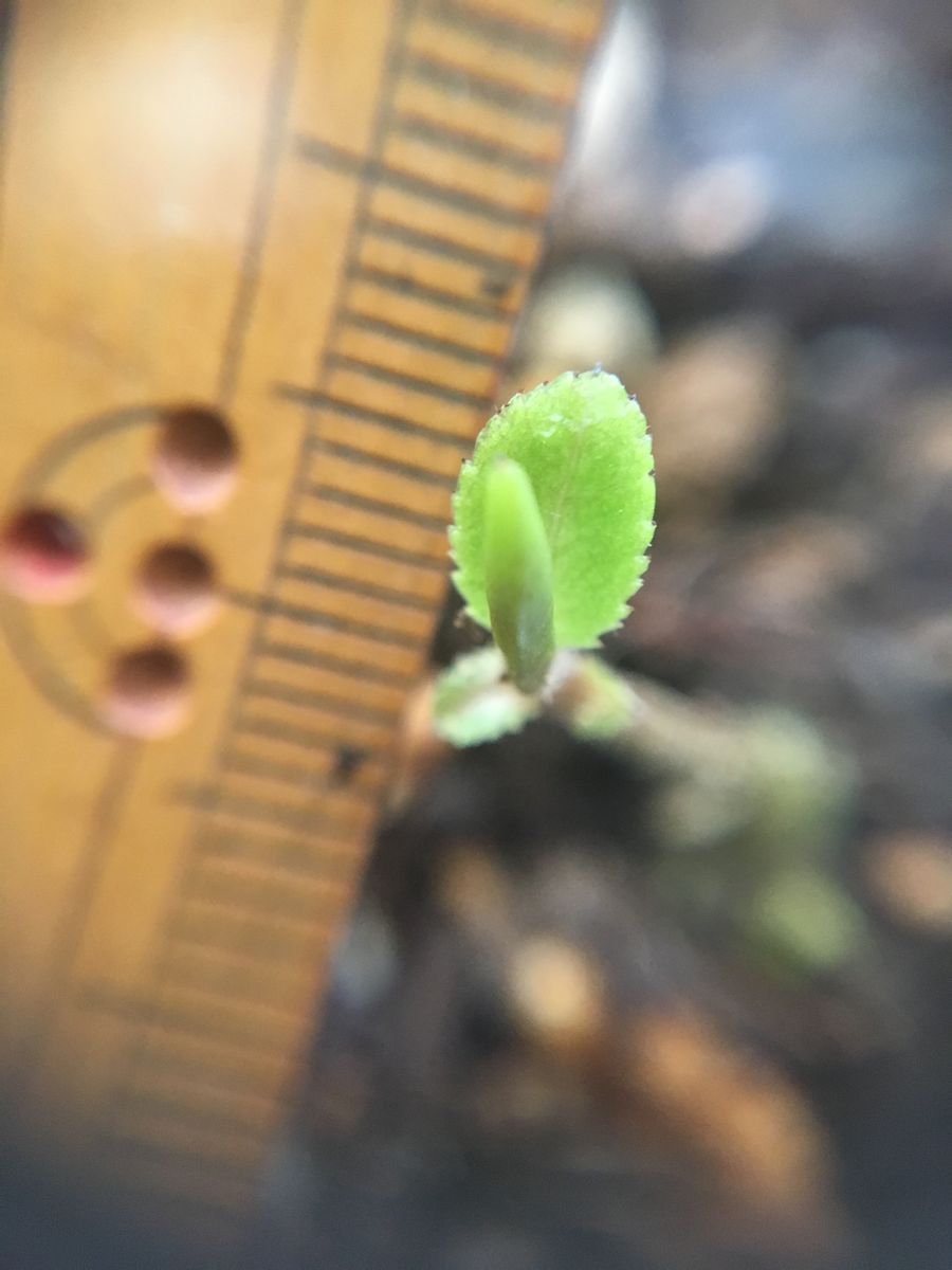 大好きな椿を実生で❣️ 芽が出た🌱🌱