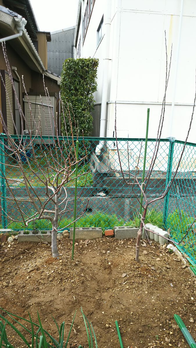 リンゴのエスパリエ仕立て(垣根風)で栽培 誘引前の樹形です