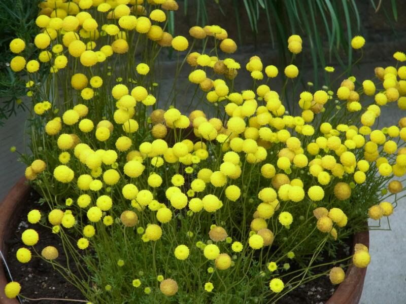 花ほたるをこぼれ種から翌年も 親株