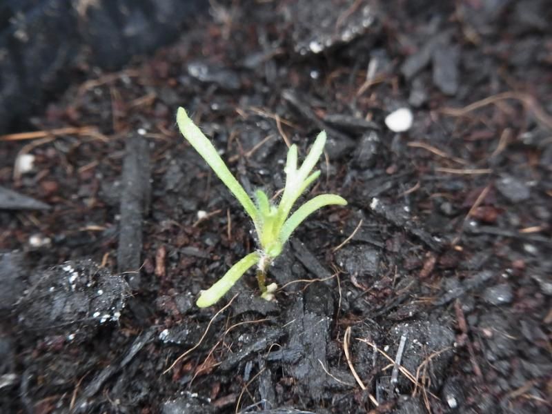 花ほたるをこぼれ種から翌年も 発見！