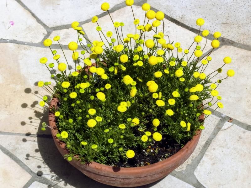 花ほたるをこぼれ種から翌年も 更に翌春も開花