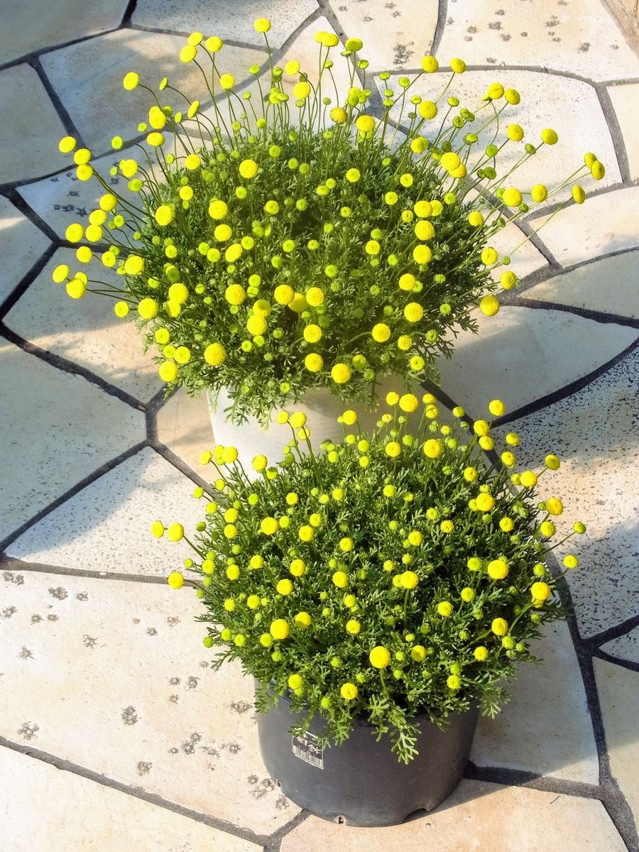 花ほたるをこぼれ種から翌年も 翌々春もこぼれ種から開花