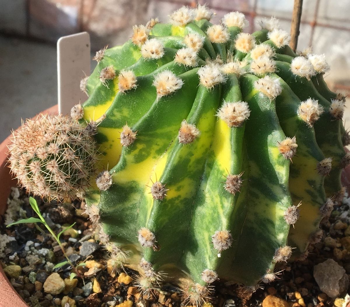 👨‍👩‍👧✨世界の図の子吹き 🌵’18. 6/22 外見上は変化なし