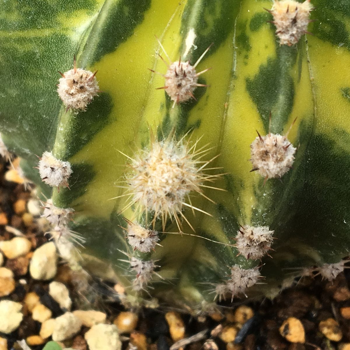 👨‍👩‍👧✨世界の図の子吹き 😳💧もうこんなに大きくなった🌵✨