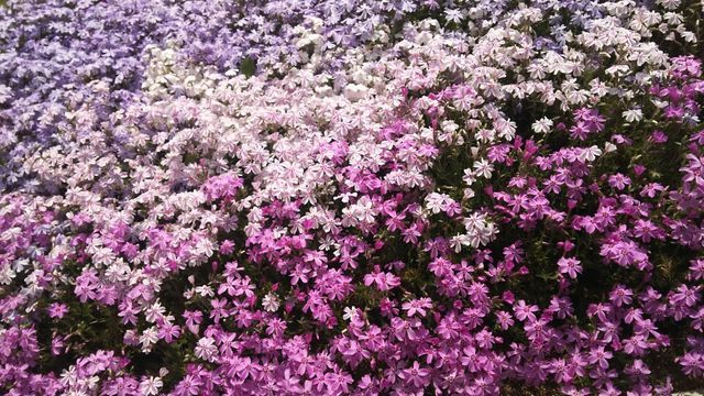 芝桜のグラデーション 2018年4月6日　満開になりました！