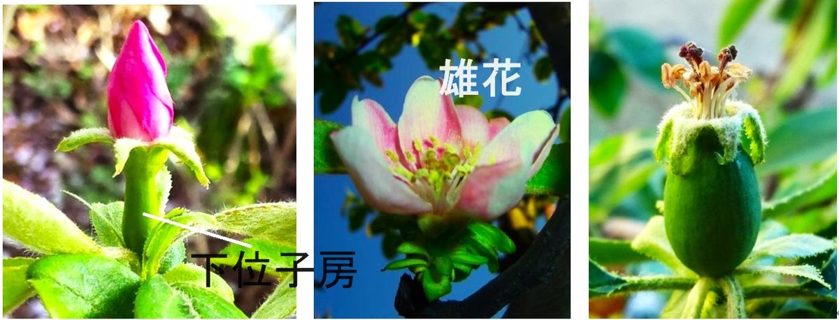 カリンの種蒔きは、盆栽の苗づくり カリンの花