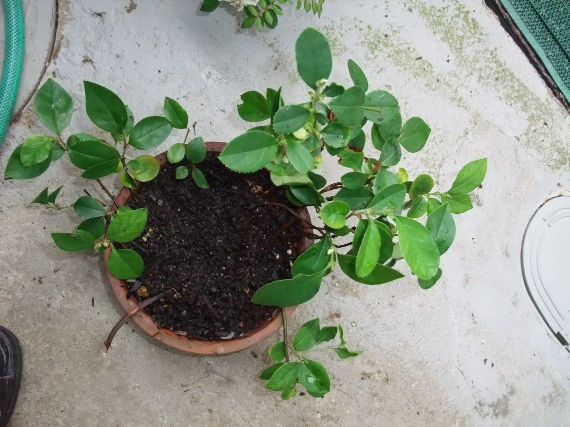 カリンの種蒔きは、盆栽の苗づくり 芽欠きは、定植と同時作業です。