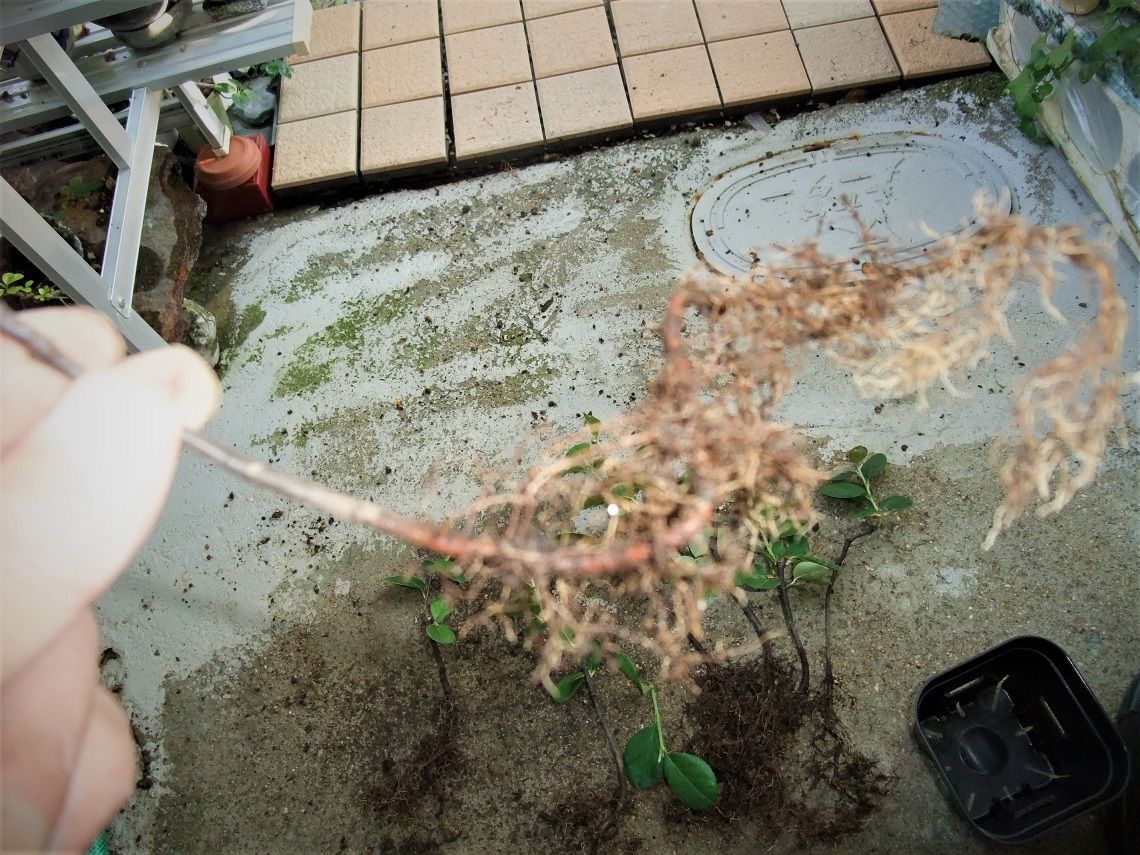 カリンの種蒔きは、盆栽の苗づくり この根を生かそう！