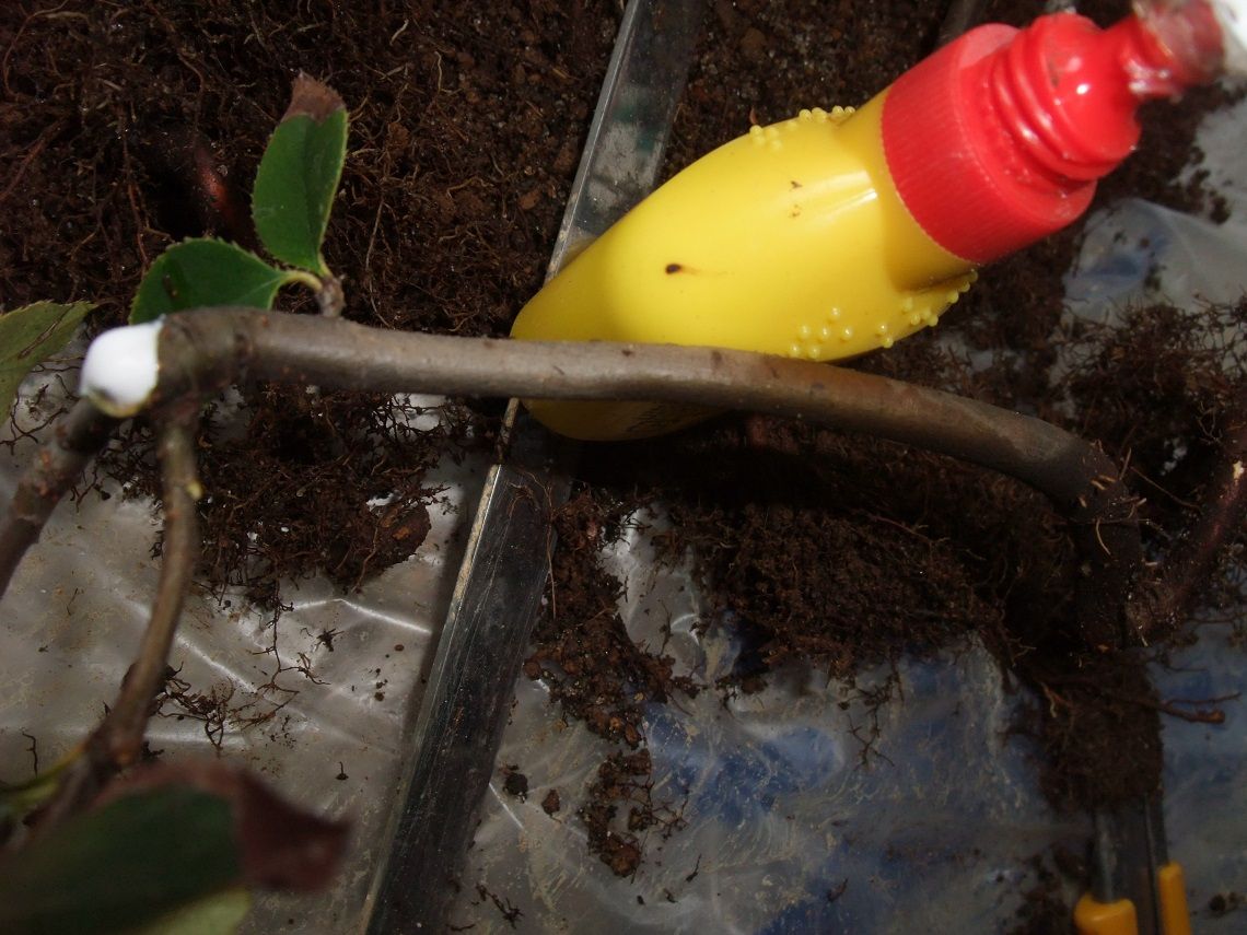 カリンの種蒔きは、盆栽の苗づくり 植替えと剪定の繰り返し