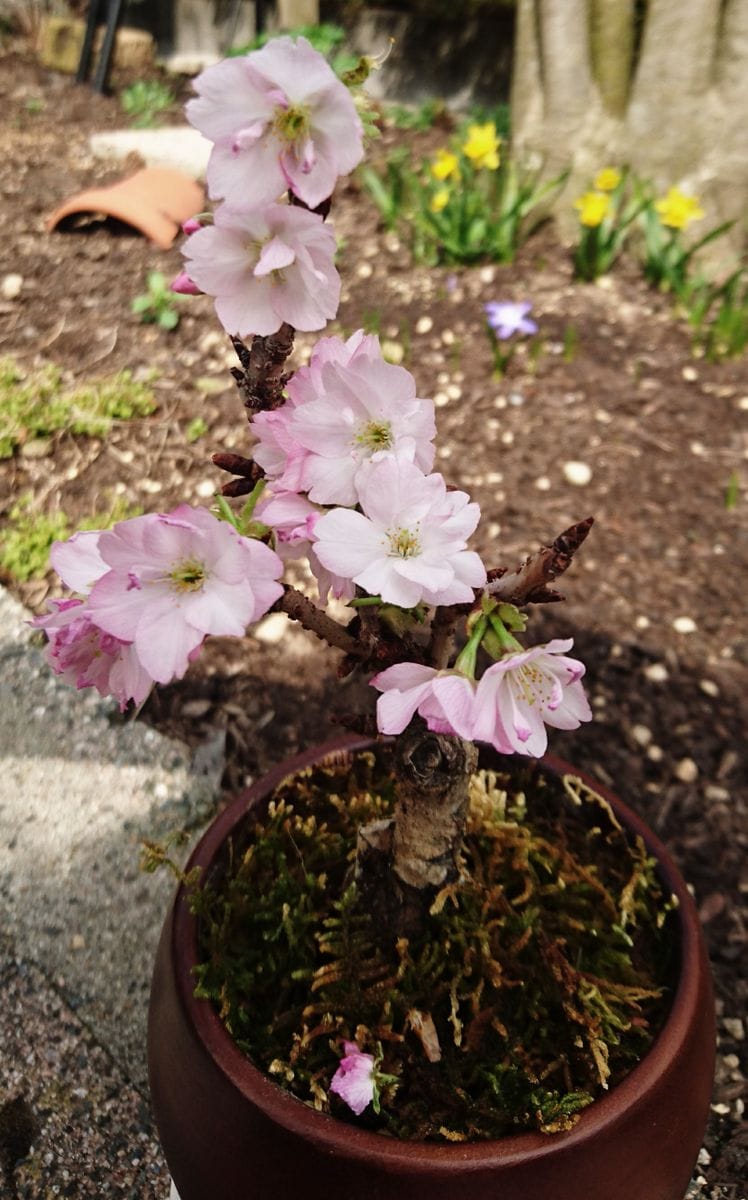 室内🌸お花見🌸がしたい！