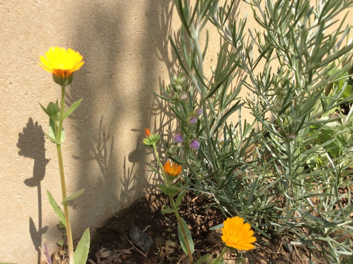 ミントブッシュ　シルバーリーフすらり！ 薄紫ピンクのお花が開花