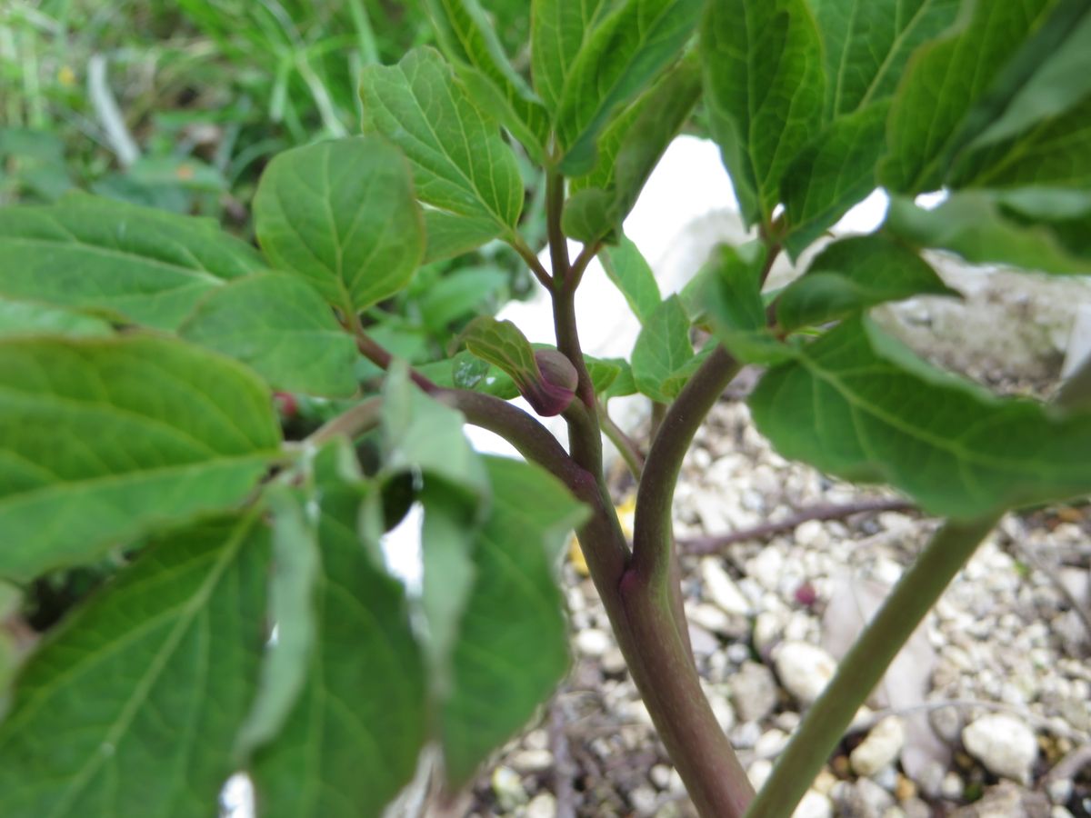 ベニバナ山芍薬　（山芍薬栽培　２） つぼみ確認！