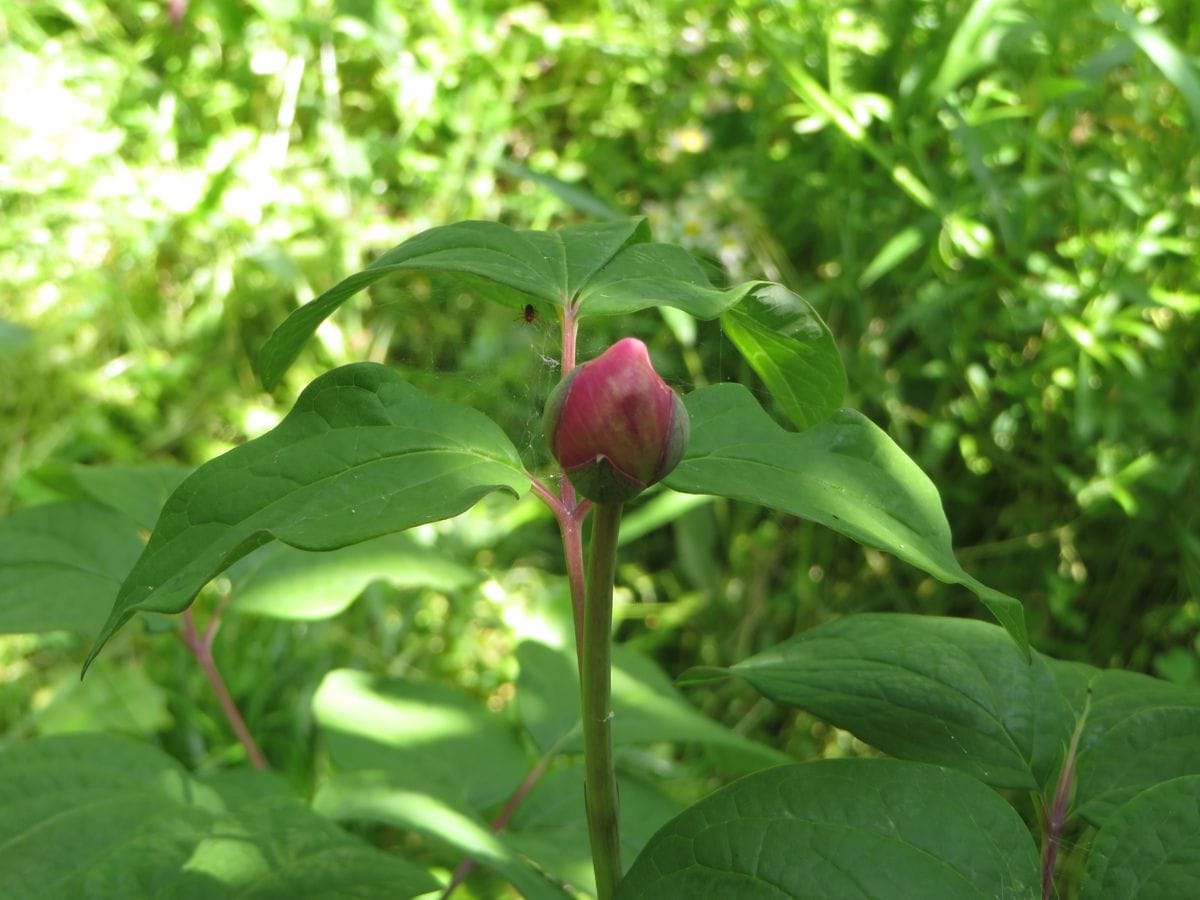 ベニバナ山芍薬 （山芍薬栽培 ２） 蕾が赤くなった