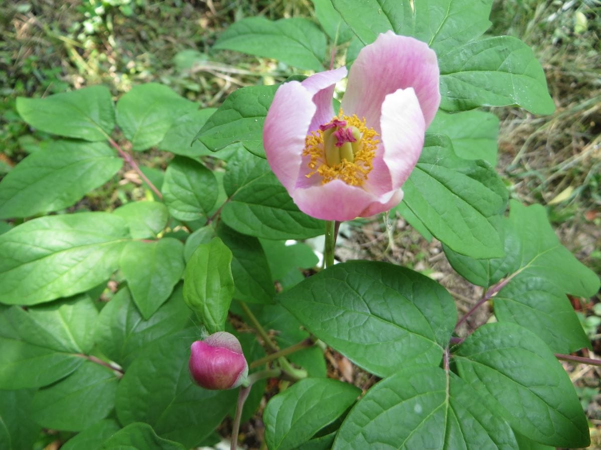 ベニバナ山芍薬　（山芍薬栽培　２） 第一花　開花　＼(^o^)／