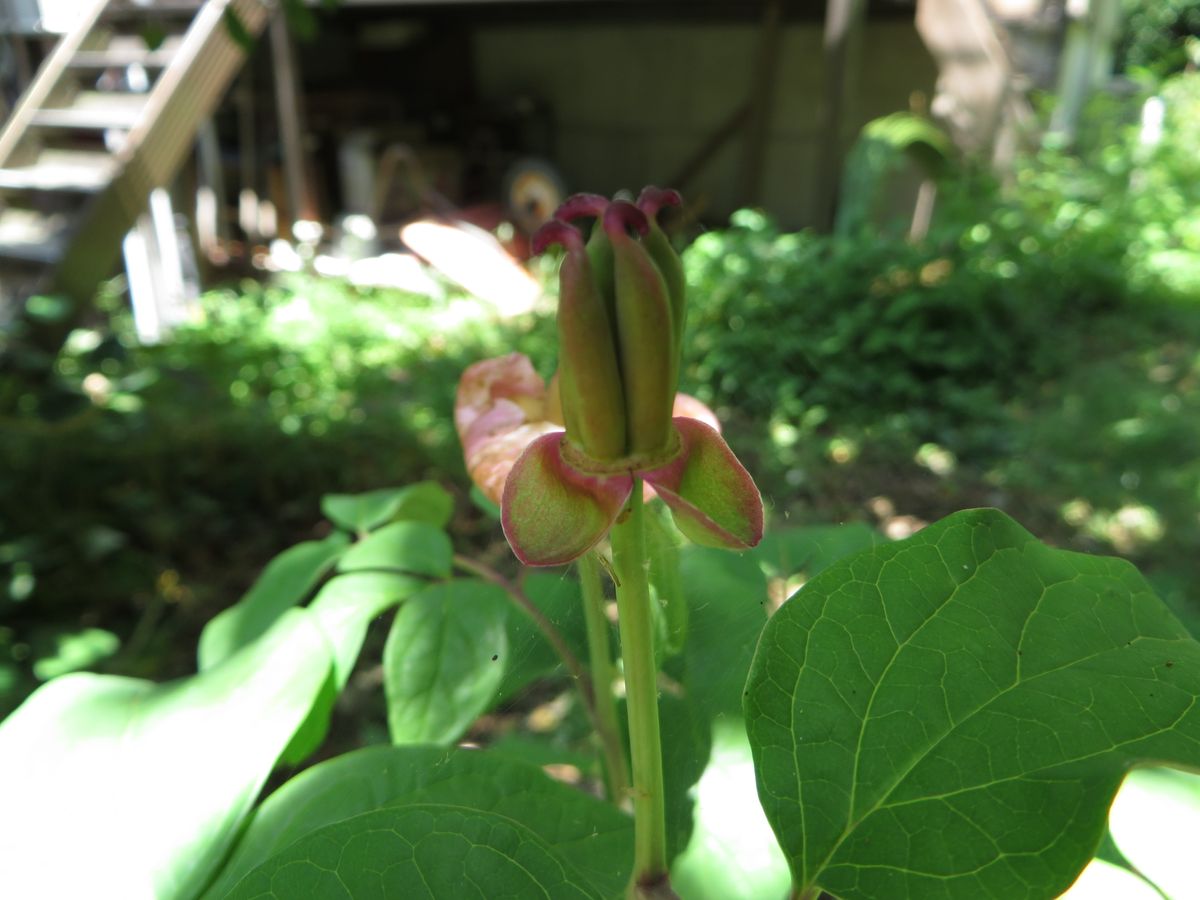 ベニバナ山芍薬 （山芍薬栽培 ２） ベニバナヤマシャクヤク 終わりました