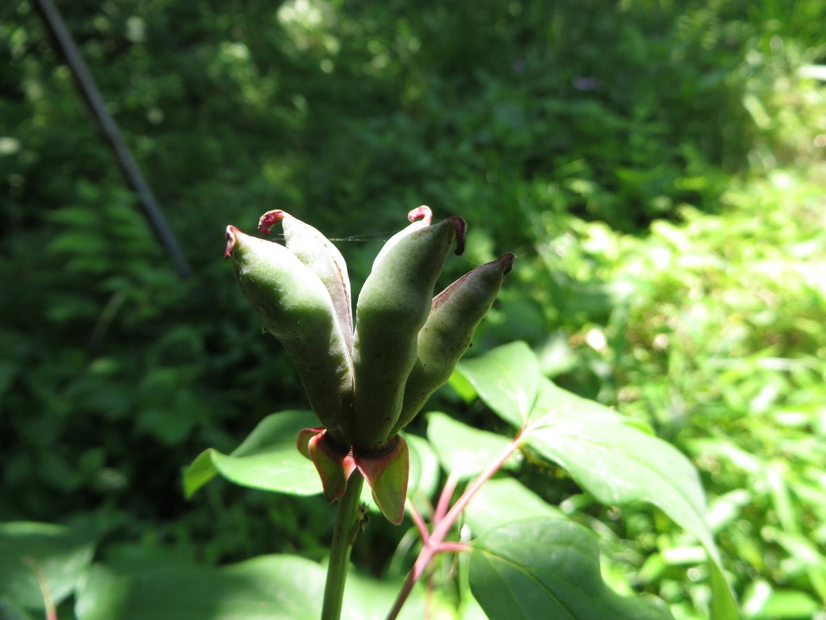 ベニバナ山芍薬　（山芍薬栽培　２） 種子が！