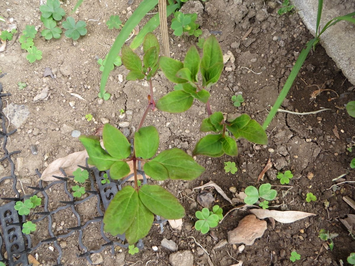 ベニバナ山芍薬　（山芍薬栽培　２） 畑の紅花山芍薬　葉が展開