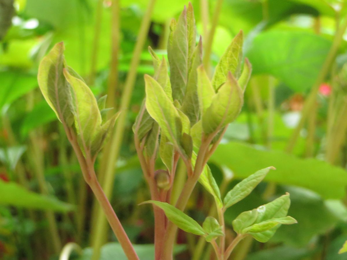 ベニバナ山芍薬　（山芍薬栽培　２） 蕾だった