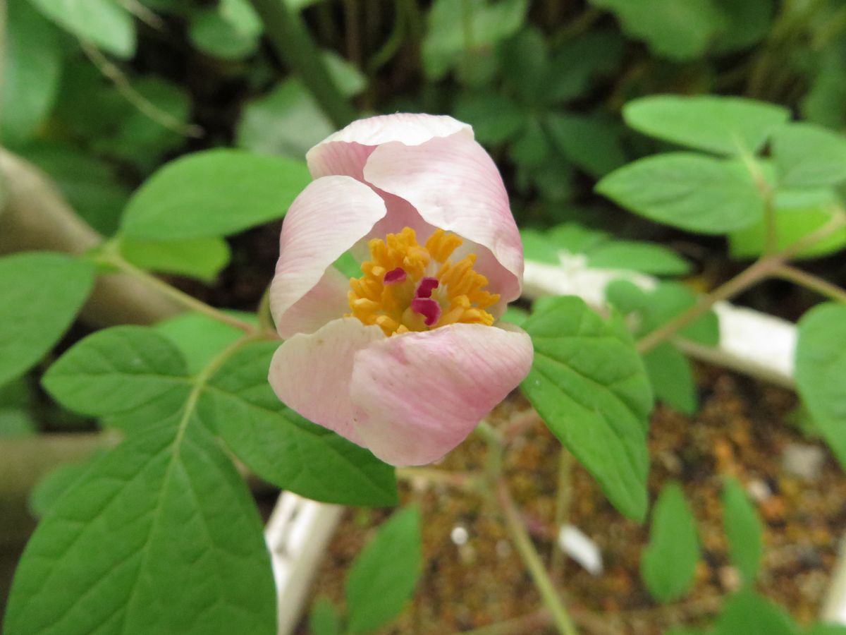 ベニバナ山芍薬　（山芍薬栽培　２） 咲いた　＼(^o^)／