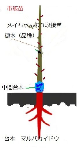 りんご『アルプスの乙女』は、鉢栽培に最適 最近は、りんご苗は２段の接木で３段です。