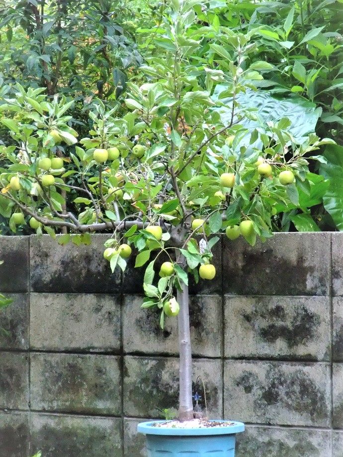 りんご『アルプスの乙女』は、鉢栽培に最適 【たくさん実を成らすと、翌年実数が減る】