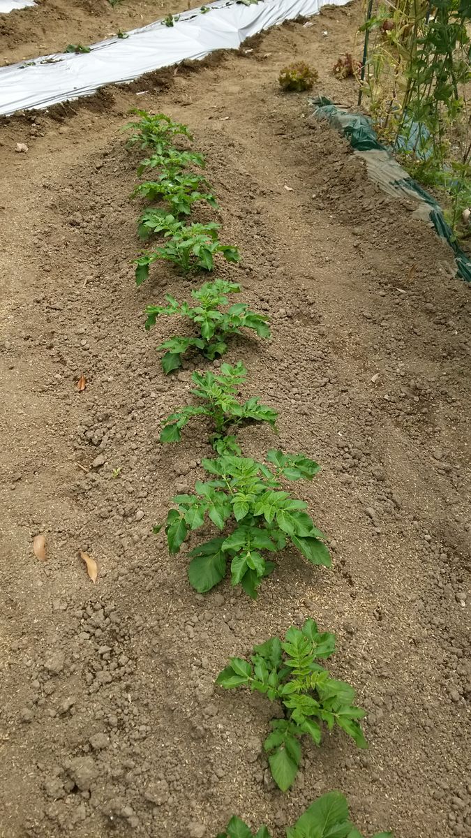 春一番 差し芽したじゃがいもの状況